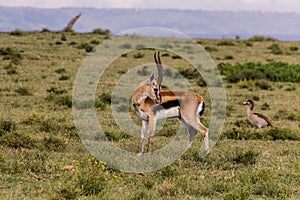 Thomson's Gazelle (Eudorcas thomsonii) at Crescent Island Game Sanctuary on Naivasha lake, Ken