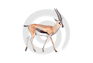 Thomson`s gazelle, Eudorcas thomsonii isolated on white background.