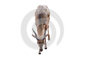 Thomson`s gazelle, Eudorcas thomsonii isolated on the white background.include clipping path