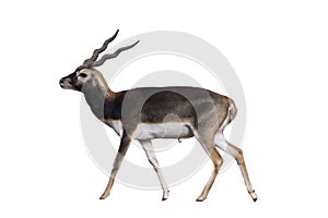 Thomson`s gazelle, Eudorcas thomsonii isolated on the white background.include clipping path