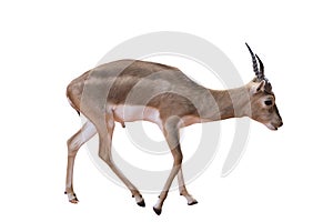 Thomsons gazelle, Eudorcas thomsonii isolated on the white background.include clipping path photo