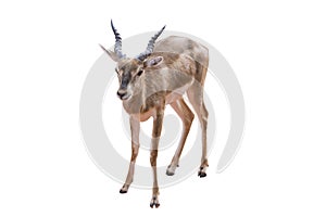 Thomson`s gazelle, Eudorcas thomsonii isolated on the white background.include clipping path