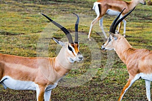 Thomson`s gazelle Eudorcas thomsonii in Ngorongoro