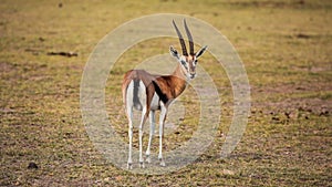 Thomson`s gazelle Eudorcas thomsonii looking back.