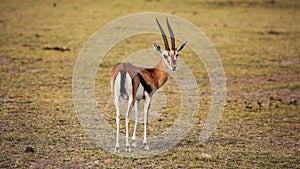 Thomson`s gazelle Eudorcas thomsonii looking back. photo