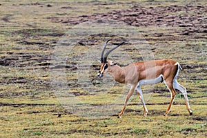 Thomson`s gazelle Eudorcas thomsonii in Ngorongoro