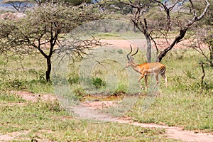 Thomson`s gazelle Eudorcas thomsonii in Serengeti