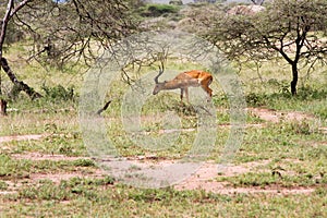 Thomson`s gazelle Eudorcas thomsonii in Serengeti