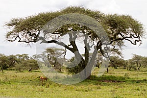 Thomson`s gazelle Eudorcas thomsonii in Serengeti