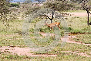 Thomson`s gazelle Eudorcas thomsonii in Serengeti