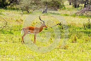 Thomson`s gazelle Eudorcas thomsonii in Serengeti