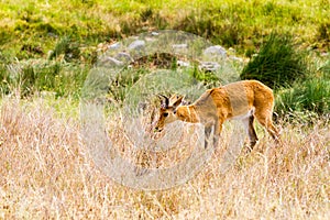 Thomson`s gazelle Eudorcas thomsonii in Serengeti