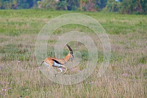 Thomson's gazelle, Eudorcas thomsonii in typical african landscape at the foot of a volcano Kilimanjaro, Amboseli national park,