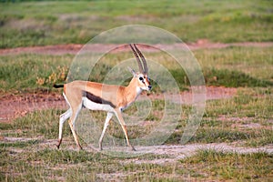 Thomson\'s gazelle, Eudorcas thomsonii in typical african landscape at the foot of a volcano Kilimanjaro, Amboseli national park,