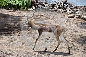 A Thomson`s gazelle Eudorcas thomsonii is walking near the lake on a sunny day