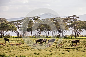 Thomson's Gazelle (Eudorcas thomsonii) and Wildebeest at Crescent Island Game Sanctuary on Naivasha lake