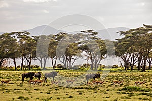 Thomson's Gazelle (Eudorcas thomsonii) and Wildebeest at Crescent Island Game Sanctuary on Naivasha lake