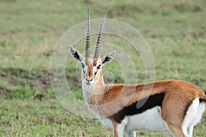 Thomson`s gazelle face closeup in the african savannah.