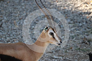 Thomson`s Gazelle Gazella thomsnii 4