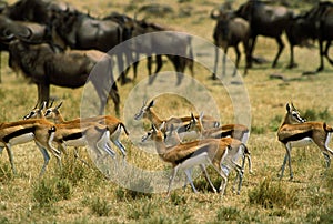 Thomson`s Gazelle, gazella thomsoni and Blue Wildebeest, connochaetes taurinus, Herd, Masai Mara Park in Kenya