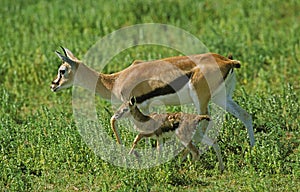 THOMSON`S GAZELLE gazella thomsoni, FEMALE WITH ITS NEW BORN CALF, KENYA