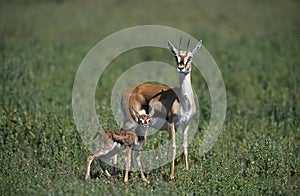 THOMSON`S GAZELLE gazella thomsoni, FEMALE WITH ITS NEW BORN CALF, KENYA