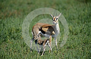 THOMSON`S GAZELLE gazella thomsoni, FEMALE WITH ITS NEWBORN FOAN, MASAI MARA PARK, KENYA