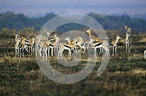 Thomson`s Gazelle, gazella thomsoni, Herd, Masai Mara Park in Kenya