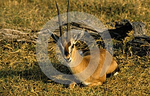 Thomson`s Gazelle, gazella thomsoni, Male laying, Masai Mara Park in Kenya