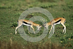 THOMSON`S GAZELLE gazella thomsoni, MALES FIGHTING, KENYA