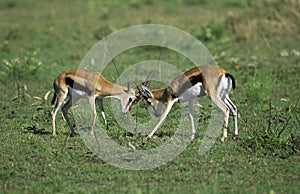 Thomson`s Gazelle, gazella thomsoni, Males fighting, Masai Mara Park in Kenya