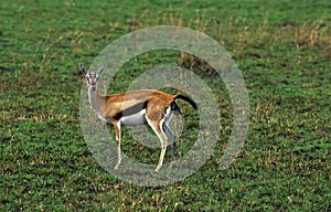 Thomson`s Gazelle, gazella thomsoni, Mother Giving birth, Masai Mara Park in Kenya