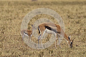 Thomson`s Gazelle, gazella thomsoni, Mother and Young, Masai Mara Park in Kenya