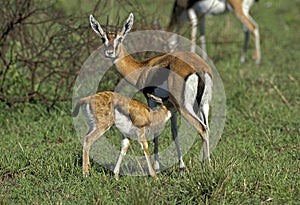 Thomson`s Gazelle, gazella thomsoni, Mother with Young Suckling, Masai Mara Park in Kenya