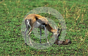 Thomson`s Gazelle, gazella thomsoni, Mothert with Newly Born Baby one hour, Masai Mara Park in Kenya
