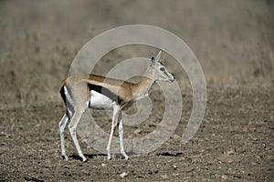 Thomson's gazelle, Gazella thomsonii,