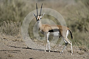 Thomson's gazelle, Gazella thomsonii,