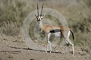 Thomson's gazelle, Gazella thomsonii, photo
