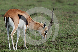 Thomson`s gazelle grazing in the african savannah.