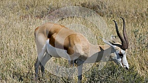 Thomson's gazelle grazing in Etosha NP, Namibia