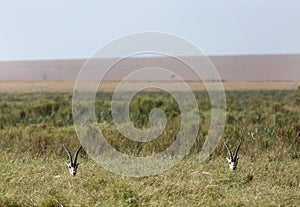 Thomson`s Gazelle grazing in the savannah grassland