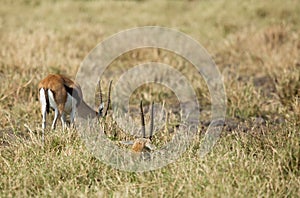 Thomson`s Gazelle grazing in the savannah grassland, Masai Mara