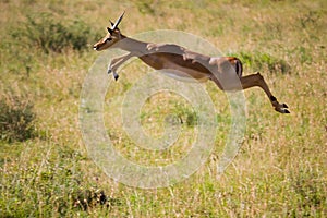 Thomson's Gazelle jumps in the Serengeti photo