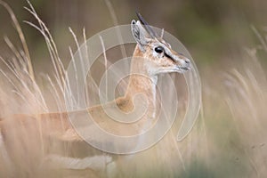 Thomson`s Gazelle, Kenya, Africa
