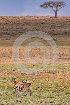 Thomson`s gazelle On the Lookout In The Maasai Mara Triangle National Game Reserve And Conservation Areas Exploring Africa Safari