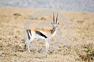 Thomson`s Gazelle in the Maasai Mara, Kenya