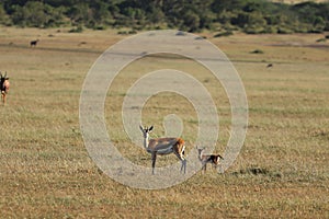 Thomson`s gazelle mom and calf in the african savannah.