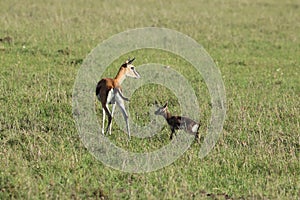 Thomson`s gazelle mom and her baby in the african savannah.