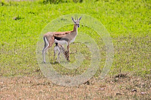 Thomson`s gazelle. Mother with a newborn