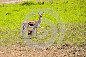 Thomson's gazelle with a newborn baby